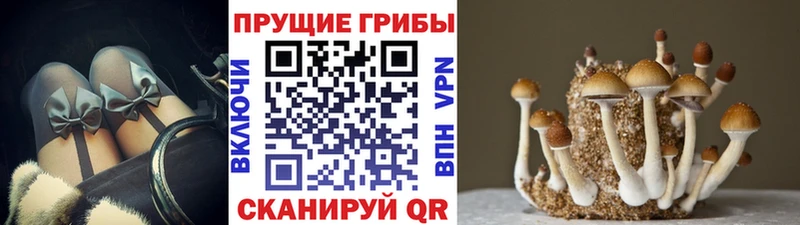Галлюциногенные грибы Psilocybine cubensis  Купить закладки  Опочка 
